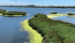 Bolsa Chica Ecological Reserve
